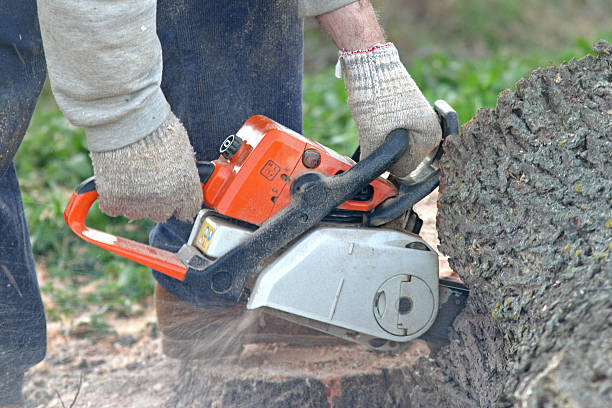 Best Lawn Disease Treatment  in Richton Park, IL